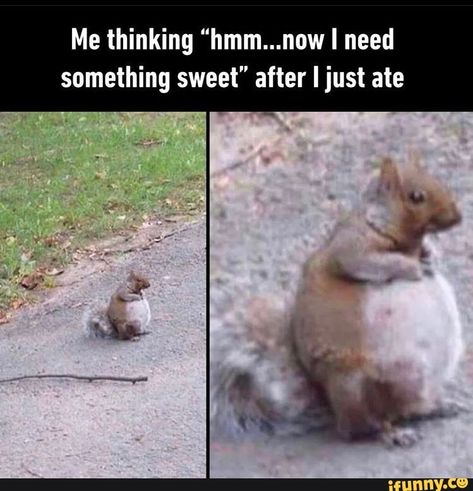 Me thinking "hmm...now I need something sweet" after I just ate - iFunny :) Meme Spongebob, Food Memes, Lol Memes, Memes Of The Day, Girl Memes, Memes Br, Memes Humor, Funny Animal Memes, Super Funny