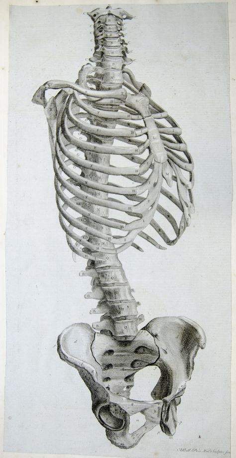 Engraving showing side view of the bones of the torso by Andrew Bell, pasted into: Anatomy improv'd and illustrated with regard to the uses thereof in designing. (London: John Senex, 1723).  This volume of engraved plates and text was originally published in Rome in 1691, and was re-engraved and republished in London in 1723. The dissections were done for the Italian edition by Bernardino Genga, Professor of Anatomy and Surgery and physician in the hospital of San Spirito in Rome, and the ex... Torso Anatomy, Human Skeleton Anatomy, Skeleton Drawing, Skeleton Anatomy, Male Figure Drawing, Skeleton Drawings, Human Bones, Engraved Plates, Human Anatomy Drawing