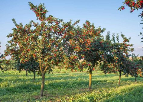 One interesting fact about cherry trees is that they don’t always get as big as people think. If you want a huge cherry tree, be ready to give it everything it needs to grow properly! Question is: how big does a cherry tree get? Most sweet cherry trees grow to be about 15-20 feet tall and about 15 feet wide. That said, certain varieties can reach over 30 feet (especially if unpruned). Sour cherry trees tend to grow considerably smaller than sweet cherries. Sour varieties like Montmorency grow Cherry Fruit Tree, Sour Cherry Tree, Growing Cherry Trees, How To Grow Cherries, Types Of Cherries, Ornamental Cherry, Rainier Cherries, Orchard Tree, Bing Cherries