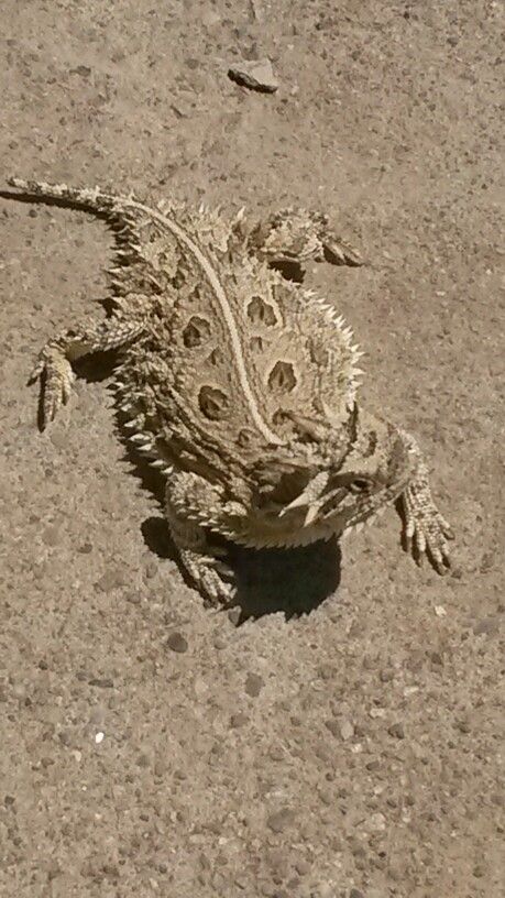 Texas Horned Lizzard (Phrynosoma cornutum) also known as Horny Toad. Texas state animal. Salamander Tattoo, Roadrunner Art, Lizard Logo, Desert Lizards, Horned Toad, American Desert, Horned Lizard, Pet Lizards, Silversmith Jewellery