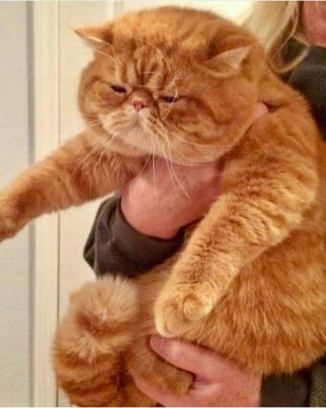 Flat Faced Cat, Exotic Shorthair Cat, Kittens For Sale, Fluffy Kittens, Exotic Cats, Exotic Shorthair, Kitten For Sale, Fluffy Animals