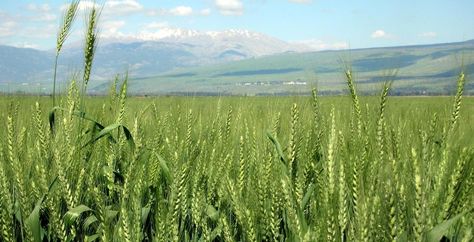 Proof Of Earliest Agriculture Found In Israel, Dating Back 23,000 Years Ago (scheduled via http://www.tailwindapp.com?utm_source=pinterest&utm_medium=twpin&utm_content=post11128514&utm_campaign=scheduler_attribution) Gluten Free Pantry, Green Revolution, Wheat Fields, Biotechnology, Environmental Science, Washington State, Nature Lover, Agriculture, Wheat