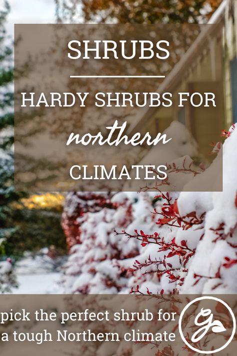 Hardy Shrubs, Zone 3 Trees And Shrubs, Dogwood Shrub, Winter Shrubs, Landscaping Shrubs, Drought Tolerant Trees, Shrubs For Landscaping, Evergreen Bush, Low Growing Shrubs