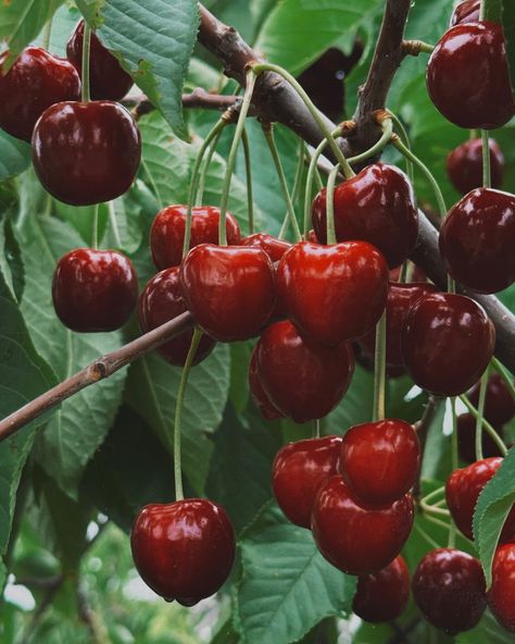 cherry-picked memories 🍒 we had such a great time cherry picking. but somehow, I forgot to share it! also, my freezer is now full of cherries, so if you have any recipe ideas, send them to me 💌 *** #CherryPickedMemories #CherryPicking #MichiganAdventures #PureMichigan #FruitHarvest #FreshCherries #SummerFun #CherryLovers #NatureLovers #RecipeIdeas #SummerVibes Cherry Picking, Michigan Adventures, Fresh Cherries, Makeup Shop, Pure Michigan, Summer Fun, Cherry, Beautiful Nature, Scents