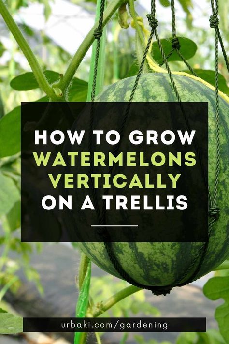 Watermelon Growing Ideas, Watermelon Garden Trellis, Planting Watermelon, How To Trellis Watermelon, Watermelon Trellis Diy, Watermelon Container Garden, Watermelon Garden Ideas, Watermelon On Trellis, Watermelon Trellis