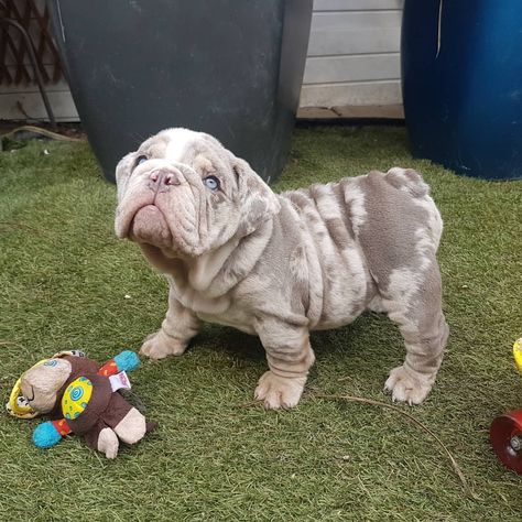 Breed: English bulldog Gender: Male Registry: AKC Personality: high-spirited Date Available: Feb 25 2022 Special Markings: Brindle Markings Meet Jedi, a calm English bulldog puppy who’s ready to take on the world. Jedi sports a high-spirited personality and carries a beautiful brindle coat. In addition, Jedi will arrive ready to please, loved, and dog friendly.Read More English Bulldog Merle, Brindle English Bulldog, Mini English Bulldogs, English Bulldog Breeders, Cheap Puppies, Puppies Near Me, Puppy Finder, Bulldog Breeds, Feb 25