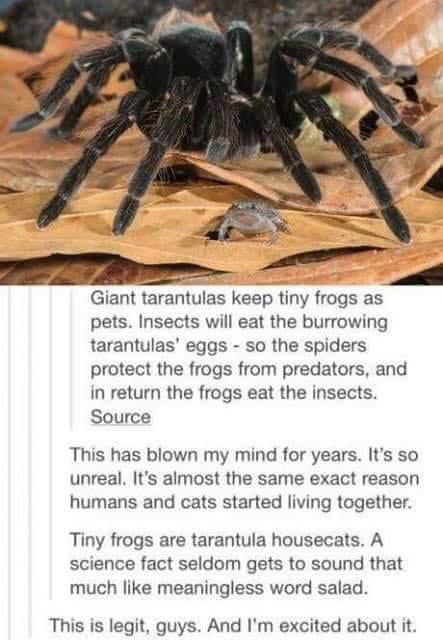 Spider and Frog bro Spider Fact, Pet Tarantula, Spider Eggs, Get Rid Of Spiders, Pet Frogs, Pet Spider, Arthropods, Arachnids, Animal Facts