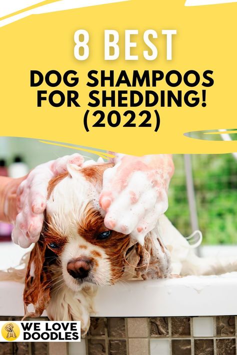 In this best dog shampoo for shedding buying guide, we’re going to show you our 8 top picks for the best dog de-shedding shampoos that really work. Homemade Dog Shampoo, Best Dog Shampoo, Love Doodles, Pet Shampoo, Dog Shedding, Dog Shampoo, Pet Home, Homemade Dog, Pet Grooming