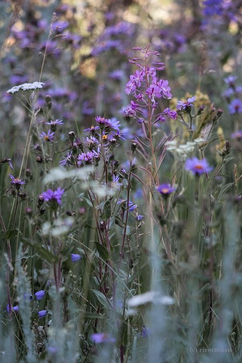 Lady Freyja, Vera Aesthetic, Mountain Meadow, Lavender Cottage, Wildflower Meadow, Spring Wallpaper, Gender Envy, Nature Aesthetic, Enchanted Forest