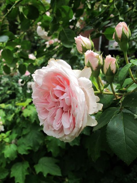 Growing roses has many benefits. Their beauty to be admired, the luscious scent and more importantly the inspiration gained from their perfect form. Here you can see how my roses inspire me. I have used vintage rose prints which I have collected over the years to embellish vintage sap buckets. Here nestled on the stone steps of my lower terrace. Growing roses in the shade of a Carolinian forest can be a bit of a challenge. I love a challenge! Since our soil is very rich in humus, d… Japanese Fern, Cinderella Fairy Tale, Fun Planters, Garden Organization, Garden Frogs, Shade Garden Plants, Hosta Gardens, Future Garden, Rose Varieties