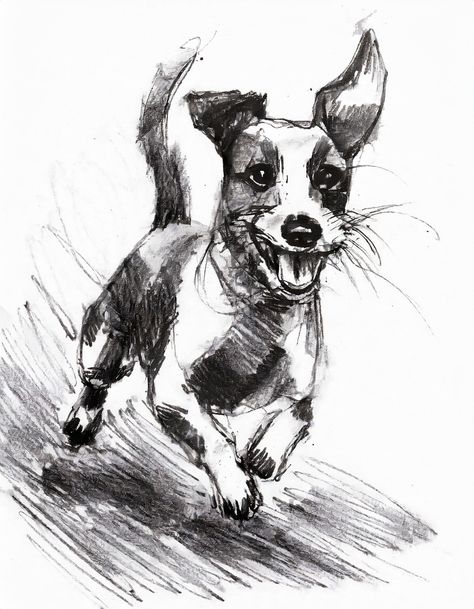 My Original sketch of a Jack Russell Running, in Charcoal Jack Russell Sketch, Dog Running Drawing, Running Drawing, Charcoal Sketch, Dog Runs, Charcoal Drawing, Pebble Art, Dog Breed, Jack Russell