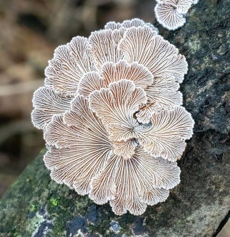 Underside Of Mushroom, Mushroom Underside, Underwater Mushrooms, Mushroom Structure, Sea Mushroom, Mold Poisoning, Schizophyllum Commune, Mushroom Gills, Portfolio Samples