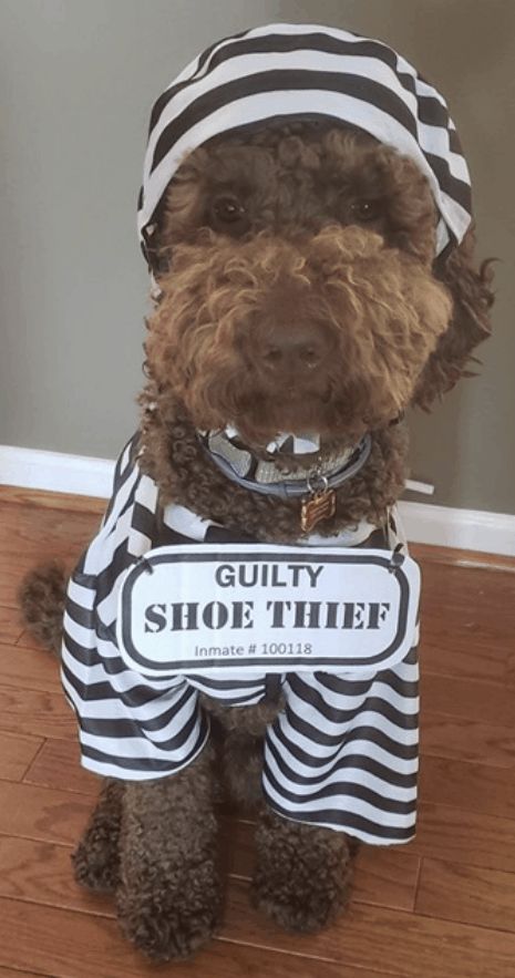 Dog Halloween Costumes For Black Dogs, Halloween Costumes For Yorkies, Doggie Halloween Costumes, Tiny Dog Halloween Costumes, Costumes For Poodles, Cocker Spaniel Halloween Costume, Labradoodle Halloween Costumes, Dog Family Costume Ideas, Costume Ideas Funny Women