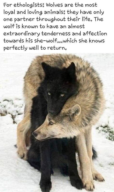 Facts About Wolves, Wolf Symbolism, Wolf Book, Wolf Quotes, Wolf Spirit Animal, Wolf Love, She Wolf, Wolf Pictures, Wolf Spirit