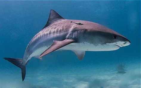 Sharks Scary, Types Of Sharks, Species Of Sharks, Small Shark, Bull Shark, Shark Swimming, Shark Tattoos, Tiger Shark, Dangerous Animals