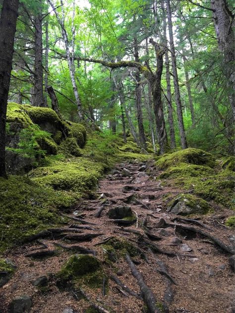 alaska summer forest vacation aesthetic Juneau Aesthetic, Alaskan Aesthetic, Alaskan Forest, Alaska Forest, Forest Pics, Alaskan Summer, Alaska Aesthetic, Alaska Homestead, Alaska Juneau