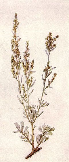 Artemisia tridentata Sage Brush, Big sagebrush, Bonneville big sagebrush Artemisia Tridentata, Big Sagebrush, Desert Tattoo, Sage Brush, Brush Tattoo, Indian Paintbrush, Brush Drawing, Tattoo Project, Concept Art Drawing