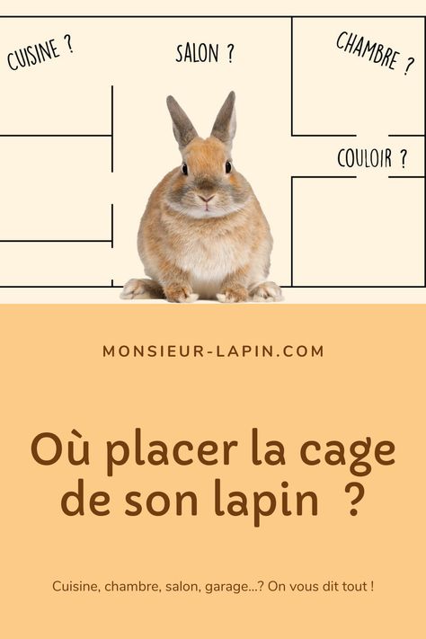 photo d'un lapin nain Rabbit Cage, Adoption, Animals