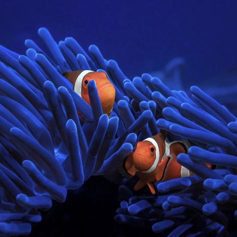 Sea Anemone, Deep Sea Creatures, Clownfish, Fallen Leaves, Marine Biology, Clown Fish, Beautiful Ocean, Ocean Animals, Underwater Photography