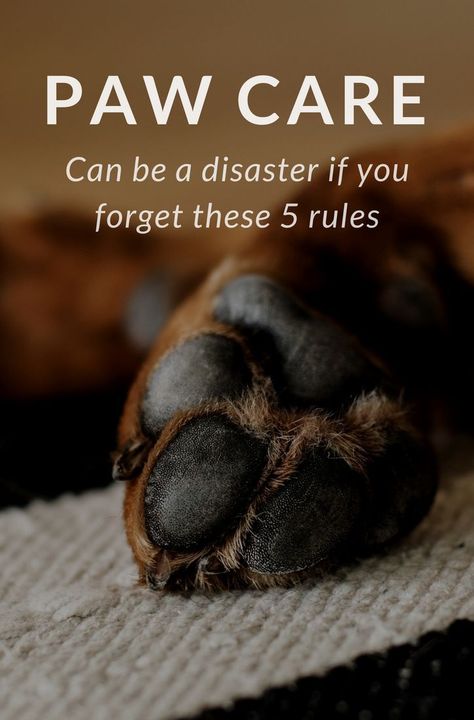 Dog Paw Care, Paw Pad, Paw Care, Dog Remedies, Dog Grooming Tips, Dog Nails, Dog Care Tips, Pet Care Tips, Dog Obedience