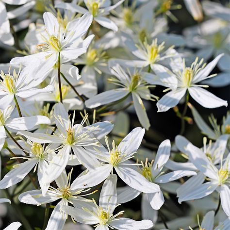 Clematis Paniculata / Sweet Autumn Clematis Clematis (Queen of the Vines) are the most popular of all hardy climbing vines, growing up to 15 feet tall given the proper support upon which to climb (trellis, wall, fence, arbor). They are fast growing and produce an exceptional amount of blooms. Sweet Autumn Clematis is a gorgeous sight as a near solid cascade of pure creamy-white, 1” flowers. As a bonus, the flowers have a delightful vanilla fragrance. A super tough, hard-to-kill twining vine, thi Clematis Nelly Moser, Clematis Paniculata, Trellis Wall, Clematis Jackmanii, Sweet Autumn Clematis, Fringe Tree, Autumn Clematis, Ivy Wall, Wall Fence