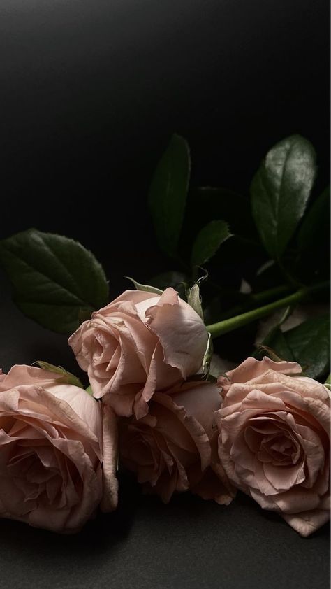 Pink Roses, Roses, Iphone, Pink, Black