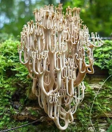 Cool Fungi, Mushroom Texture, Pretty Mushrooms, Cool Mushrooms, Extinct Plants, Mushroom Photography, Plants And Mushrooms, Fantastic Fungi, Beautiful Mushrooms