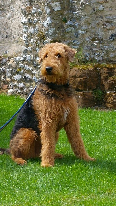 Watson Airedale Dogs, Airedale Terriers, Disabled Dog, Puppy Day, Welsh Terrier, Irish Terrier, Terrier Breeds, Wire Fox Terrier, Airedale Terrier