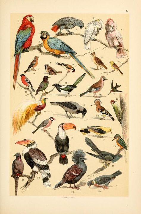 See a Gorgeous Book on the Animal Kingdom From 1895 | Mental Floss Natural History Illustration, History Illustration, Scientific Drawing, Illustration Bird, Vintage Bird Illustration, Science Illustration, Illustration Botanique, Vintage Drawing, Antique Illustration