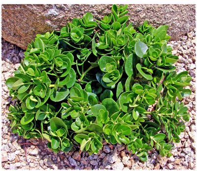 Carissa macrocarpa 'Nana' - sun/ps, 3x3', slow growing, only this one and 'Boxwood Beauty' 6x6 low on thorns, all parts of plant poison. Fragrant, avg moisture. Carissa Macrocarpa, Desert Plants Landscaping, Arizona Backyard Landscaping, Natal Plum, Arizona Plants, Plants Guide, Boxwood Landscaping, Arizona Backyard, Front Yard Plants