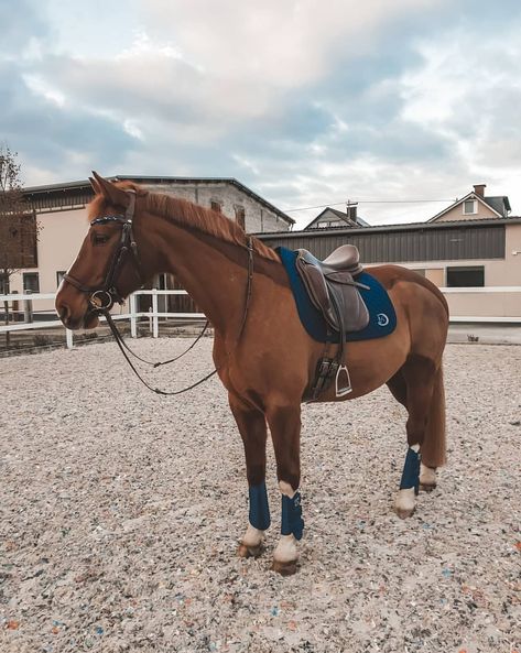 Chestnut Horse Tack, Chestnut Horse Tack Colors, Sorrel Horse, Chestnut Horses, Horse Clip Art, English Horse Tack, Dream Horse Barns, Equestrian Aesthetic, English Horse