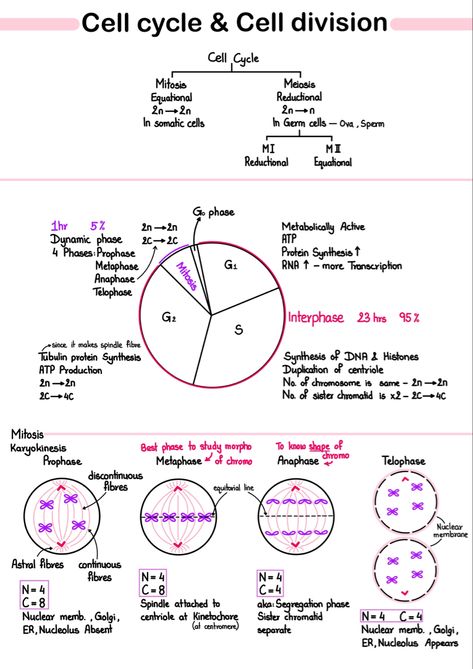 Cell Division Notes Aesthetic, Cell Cycle And Cell Division, Stages Of Mitosis, Cell Biology Notes, Biochemistry Notes, Summary Notes, Learn Biology, Chemistry Basics, Ipad Notes