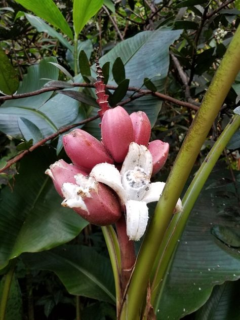 Musa velutina (Hairy Banana, Pink Banana, Pink Velvet Banana) | North Carolina Extension Gardener Plant Toolbox Pink Banana, Pink Fruit, Late Summer, Container Plants, Pink Velvet, Perennials, North Carolina, Soil, Seeds