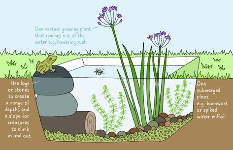 Garden Ponds Ideas, Wildlife Garden Design, Ponds Ideas, Container Pond, Small Water Gardens, Ponds For Small Gardens, Mini Pond, Container Water Gardens, Garden Ponds