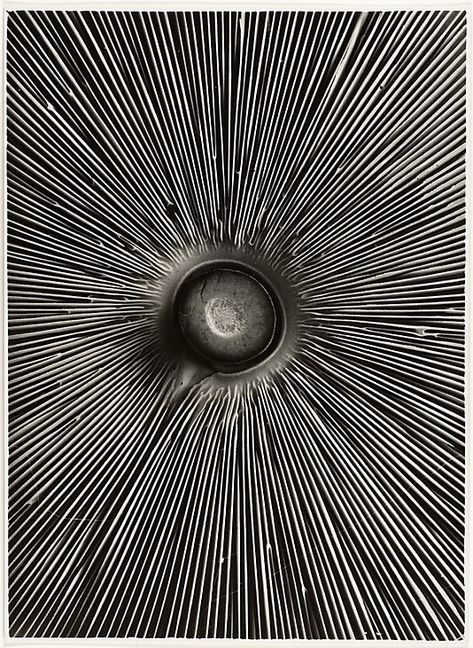 Fungi Lepiota procera, Albert Renger-Patzsch, ca 1930. The underside of the common parasol mushroom. Albert Renger Patzsch, Female Nature, Gandalf, Abstract Photography, White Photo, Patterns In Nature, Op Art, Color Textures, Science And Nature