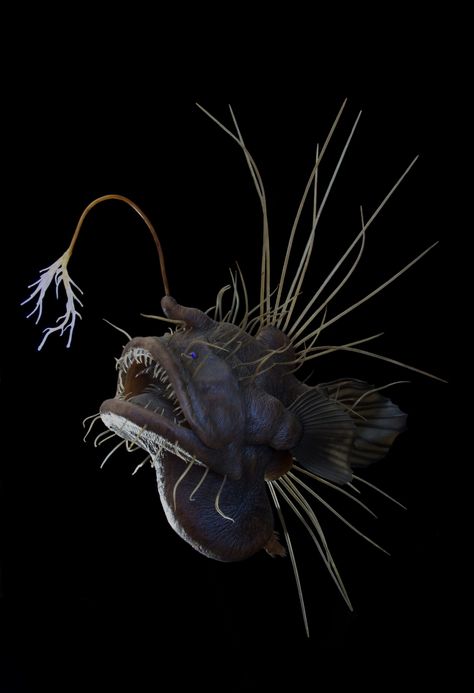 Deep Sea Animals, Deep Sea Life, Creature Marine, Fauna Marina, Deep Sea Creatures, Beautiful Sea Creatures, Angler Fish, Underwater Creatures, Deep Sea Fishing