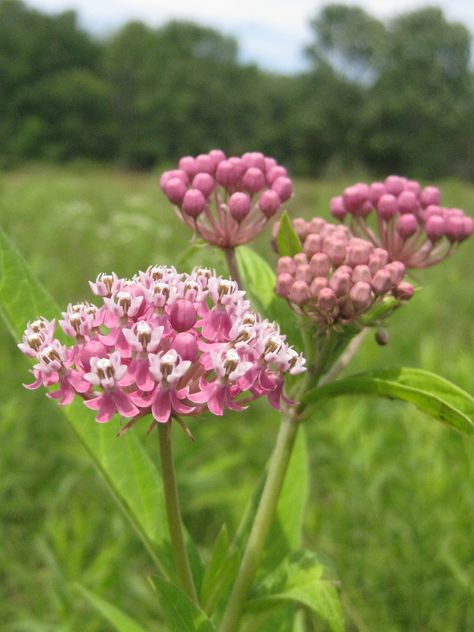 Asclepias incarnata Swamp Milkweed Wild Ridge Plants native Asclepias Incarnata, Swamp Milkweed, Plant Catalogs, The Monarch, Plant Sale, Monarch Butterfly, In The Wild, Native Plants, Exterior Design