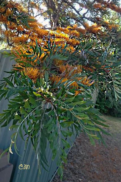 Day Lilies Care, Rural Garden, Dog Australian Shepherd, Australian Girl, Pine Leaves, Australian Trees, Australian Photography, Gum Leaves, Plants Beautiful