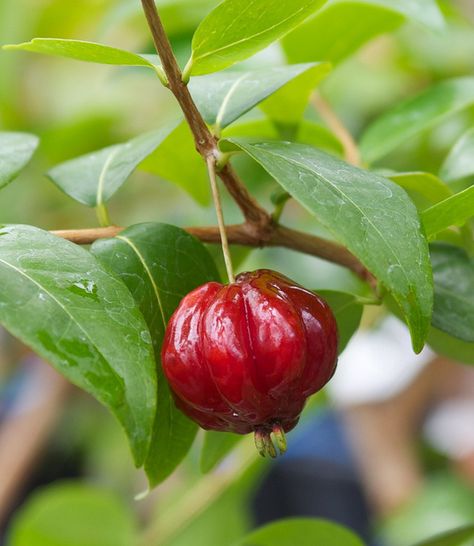 Brazilian Cherry, Still Life Fruit, Fruit Plants, Seed Pods, Garden Center, Botany, Fruits And Vegetables, Fresh Fruit, Cranberry