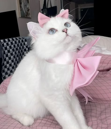 Chosen One, Kitty Meow, Pink Bows, The Chosen, My Cat, White Cat, Pink Bow, What If, A Cat