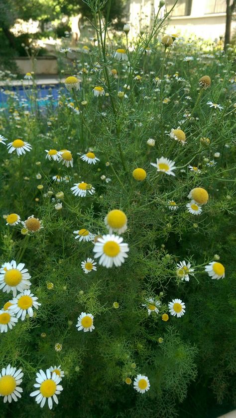 Here they are some ornamental camomile flowers in a garden at my university :-) Camomile Garden, Camomile Plant, Camomile Flower, Shakespeare Garden, Peaceful Garden, Cut Flower Farm, Buy House, Natural Ecosystem, Cottage Gardens