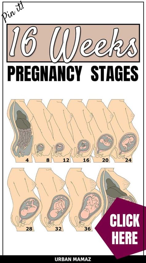 Pregnancy guide - 16 weeks. Are you pregnant? Wondering how is your baby developing? Discover your baby and pregnancy development - Week by week pregnancy guide- pregnancy trimesters, all the pregnancy stages- click here to read about 16 weeks pregnancy》 #pregnancy #pregnancyguide #16weekspregnant #newmom #motherhood #baby #babydevelopment #weekbyweekpregnancyguide Pregnancy Development, Body Changes During Pregnancy, Week By Week Pregnancy, 16 Weeks Pregnant, Pregnancy Guide, All About Pregnancy, Pregnancy Information, Baby Facts, 16 Weeks