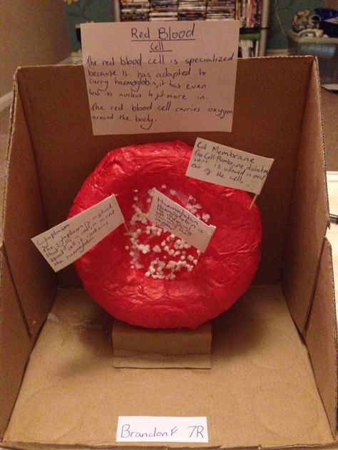 Special cell model. Red blood cell Cell Model Project, Animal Cell Project, Cell Project, Human Body Projects, Blood Heart, Science Homework, Human Body Science, Blood Components, Cells Project