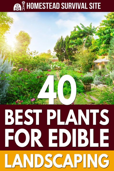 Edible Landscape, Diy Edible, Permaculture Gardening, Organic Vegetable Garden, Landscape Designer, Garden Shrubs, Edible Landscaping, Food Forest, Forest Garden