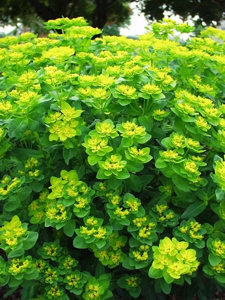 Euphorbia (cushion spurge) are related to the Poinsettia. Its outer bracts turn colorful in early summer, then deepen in fall. Valuable for hot dry sites, these Mediterranean natives know how to take the heat. The more sun the deeper the foliage color. Remarkably adaptable. Euphorbia Polychroma, Yellow Perennials, Plant Types, Gardening Inspiration, Night Illustration, Perennial Border, Cottage Garden Plants, Fragrant Plant, Garden Shrubs