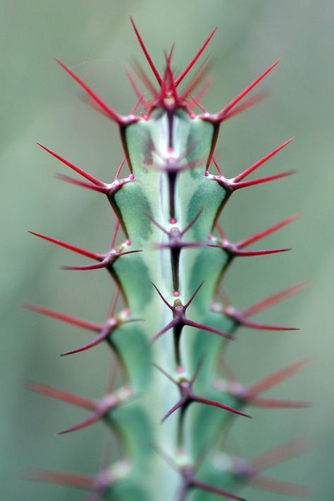 Jaki Good Miller - cactus red Desert Paintings, Cactus Images, Red Cactus, Books Shop, Trending Pins, Desert Painting, Close Up Photography, Unique Plants, Color Studies