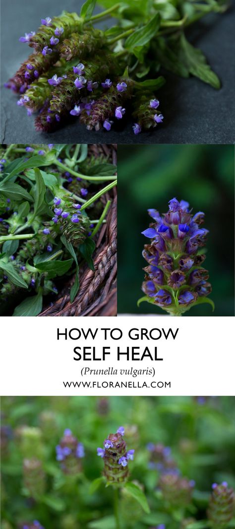 Prunella Vulgaris, Grow Herbs, Aromatic Plant, Hardy Perennials, Growing Seeds, Tall Plants, Growing Herbs, How To Work, Self Healing