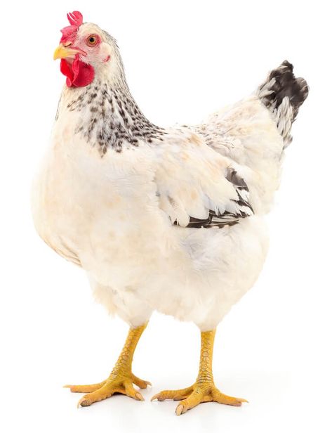 Delaware Chicken: Care, Egg Laying and Pictures - The Happy Chicken Coop Delaware Chickens, Chicken Egg Colors, Poultry Business, Laying Chickens Breeds, Chickens For Sale, Backyard Coop, Best Egg Laying Chickens, Laying Chickens, Broiler Chicken