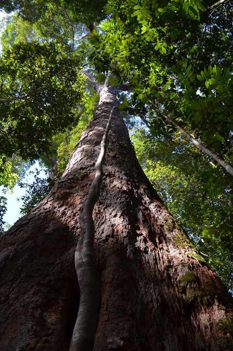 Rainforest Amazon, Jungle Video, Nature Jungle, Jungle Photography, Photography Forest, Jungle Tree, Amazon Jungle, Amazon Forest, Pokemon Regions