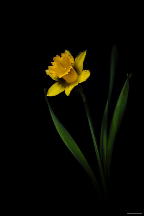 Daffodil Photography, Yellow Flower Pictures, Dark Picture, Daffodil Flowers, Yellow Photography, Plants Photography, Daffodil Yellow, Waiting For Spring, Easy Flower Painting